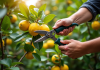 Jardinier taillant un citronnier sain avec sécateurs